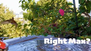 Ideal Hummingbird Fountain From