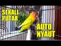 Lovebird Gacor Fighter Ngetik Ngekek Panjang, HANYA SEKALI PUTAR Bikin Labet Langsung Emosi Seketika