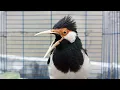 Download Lagu Suara Burung Jalak Suren Gacor Full Variasi - Pancingan Jalak Suren Agar Gacor Full Isian Mewah