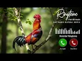 Download Lagu Morning Alarm Ringtone | Rooster Ringtone | Rooster Sound Effect | Mobile phone ringtone | Cock