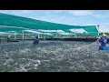Download Lagu High density Whiteleg shrimp harvest (Litopenaeus vannamei)