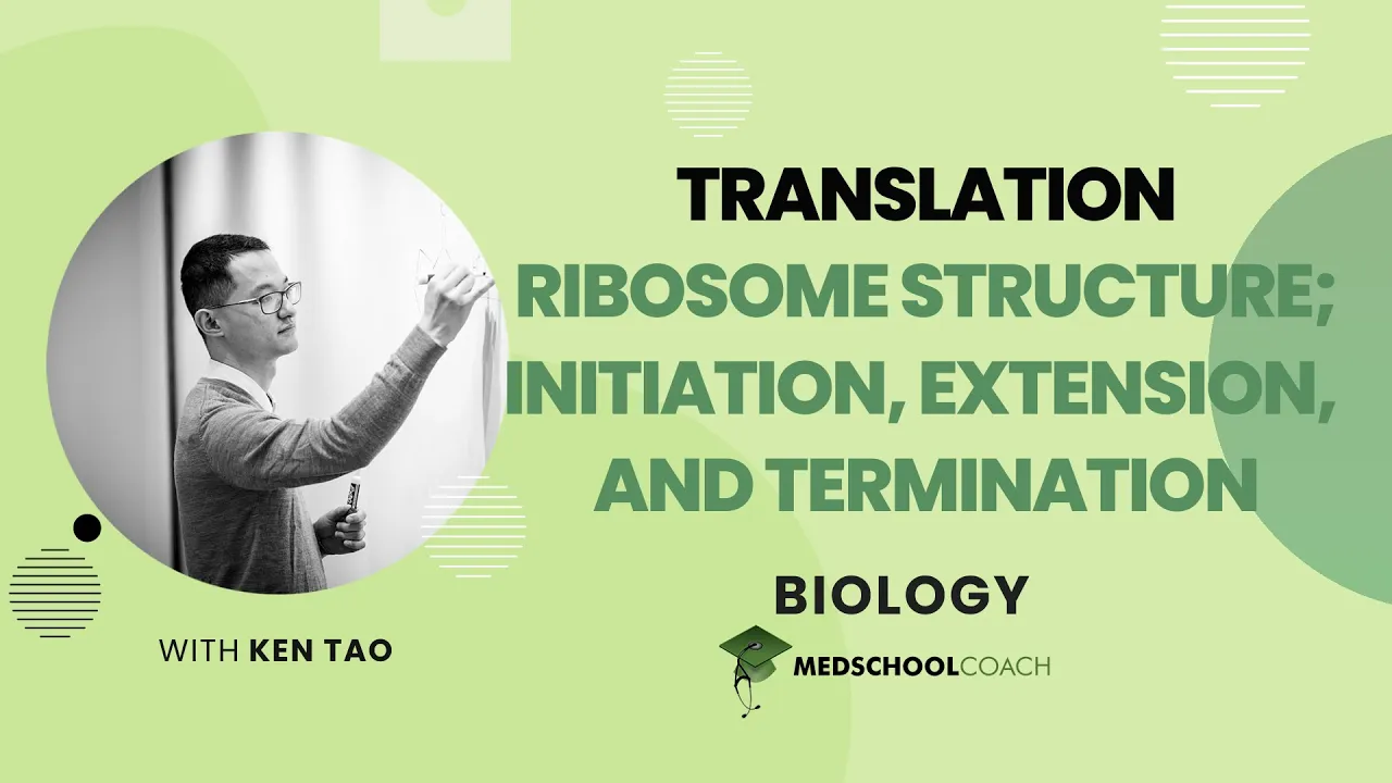 Ribosome Structure & Initiation, Extension, and Termination