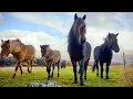 Download Lagu 1 HOUR of AMAZING HORSES From Around the World - Best Relax Music, Meditation, Stress Relief, Calm