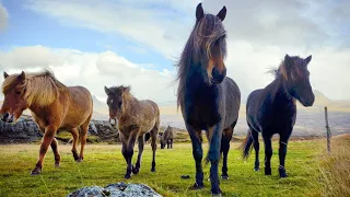 1 HOUR Of AMAZING HORSES From Around The World Best Relax Music Meditation Stress Relief Calm 