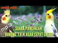 Download Lagu SUARA PANCINGAN BURUNG FALK/PARKIT AUSTRALI CEPAT GACOR