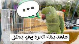 شاهد ببغاء الدرة وهو ينطق    سلسلة تدريب ببغاء الدرة على الألفة والكلام   دندنها