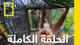 احتياجات الدببة أسرار حديقة الحيوان ناشونال جيوغرافيك أبوظبي 