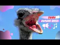 Download Lagu Suara Burung Unta