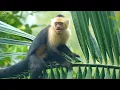 COSTA RICA 4K UHD - Exploring The Wild Side Of Costa Rica's Landscapes