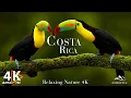 Download Lagu Costa Rica 4K UHD - het verkennen van de wilde kant van de landschappen van Costa Rica