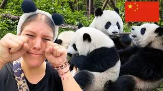 探访成都大熊猫繁育研究基地