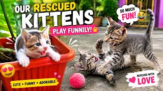 Rescued Kittens Having the Funniest Playtime Ever! Too Cute to Miss! 