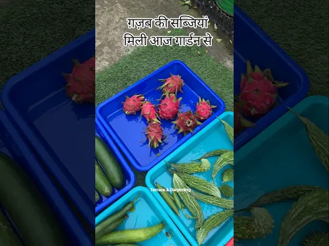 ग़ज़ब की सब्जियां मिली आज होम गार्डन से | Harvesting fruit & Vegetables from terrace garden #shorts