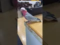 Download Lagu Momo is the best dancer 💃 #Dancing #Dance #Parrot #Birds #Cockatoo #Pink #Animals #Cute #Office