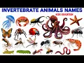 20 Invertebrate Animals Name For Kids Animals Without Backbone Learn English Animals Sounds