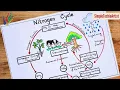 Nitrogen cycle diagram to draw Nitrogen cycle labeled diagram step by step