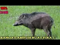 Download Lagu suara pikat ampuh babi hutan