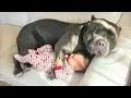 Download Lagu Adorable Dogs Protecting Babies Like Their Own Puppies