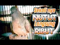 Download Lagu SUARA NUTUT GACOR, paling cocok untuk merangsang PERKUTUT LOKAL belajar bunyi