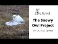 July 26 2022 - Snowy Owl Nesting Update