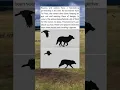 Download Lagu Ravens and wolves have a fascinating partnership in the wild