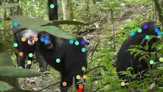 Video S2 Model 2 Tracking Of Test Video Sonso10 