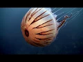 Download Lagu Sea drifters (jellyfish / медуза /  medusa / meduze underwater in Ireland). Watch in HD!