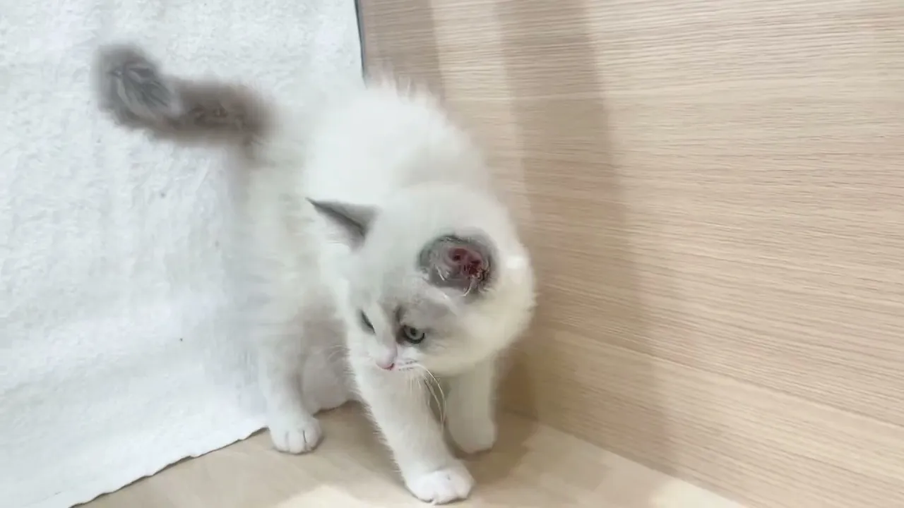 動画
