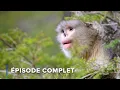 Download Lagu Le Mékong commence: faune exotique dans les hauts plateaux de Chine | Les mystères du Mékong 101