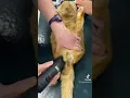 Lagu Prepping for a cat neuter #cat #shorts