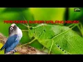 Lagu MASTERAN SUARA WALANG KECEK||masteran lovebird ampuh
