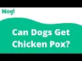 Can Dogs Get Chicken Pox Wag
