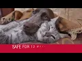 Direct Protect Plus Flea Tick Shampoo for Dogs Cats Sensitive PuppySimply
