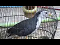 Download Lagu Suara Burung Ruak Ruak Betina Jernih dan Alami (Si Kajol)