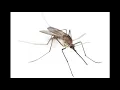 1 full minute of relaxing mosquito sounds