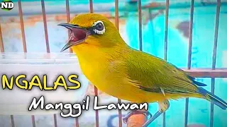 Download Pleci Ngalas Manggil Pleci lain MP3