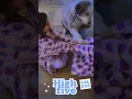Download Lagu 🐾 Paw Stack Challenge! Hond doet mee met een High Five!Pumudufu Family #shorts #cute  #puppy  #funny
