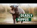Download Lagu Nature's Most Dangerous Apex Killers: The Deadly Truth About Hippos