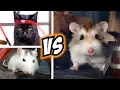 Epic HAMSTER vs EVIL CAT MOVIE with real life ANIMAL ACTORS