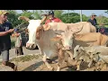 Download Lagu KEDATANGAN SAPI\