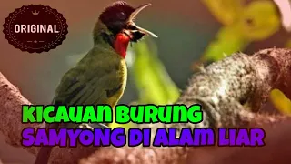 Download KICAU BURUNG SAMYONG DI ALAM BEBAS MP3