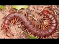 Centipede by Knife Party (Fan Made) Visualization
