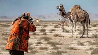 مطاردات خطيرة لصيد الجمال في أستراليا لن تصدق ما يحدث 