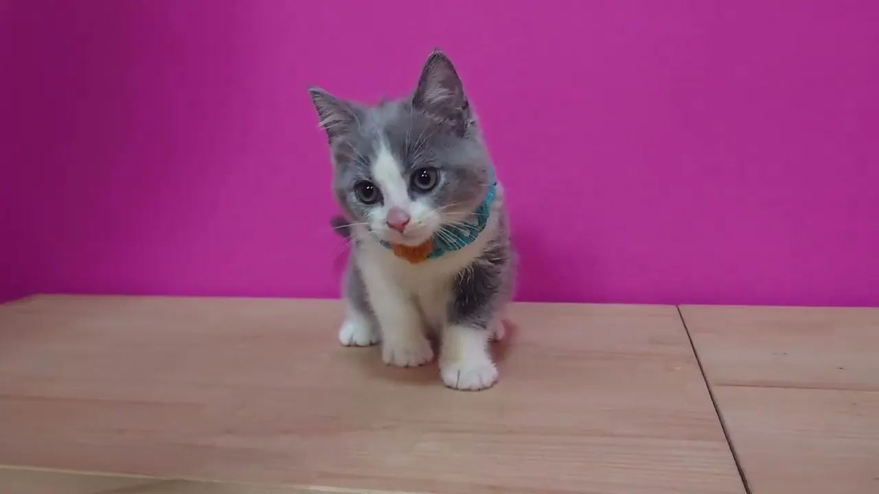 動画