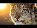 Download Lagu A Battle for Life: Ling Xiaomang, the Snow Leopard Cub, Finds Hope After His Mother’s Loss