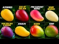 Every Mango Explained 16 Incredible Varieties You Need to Try Before You Die