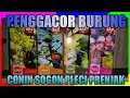 Lagu VITAMIN COMBAT PENGGACOR BURUNG PRENJAK PLECI SOGON DAN CONIN