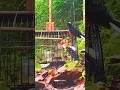Download Lagu Pikat Murai Batu Kepala Putih Di Hutan