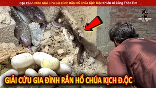 Cận Cảnh Màn Giải Cứu Gia Đình Rắn Hổ Chúa Kịch Độc Khiến Ai Cũng Thót Tim
