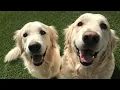 Why Dogs Love Coming Back to Good Dog Pet Ranch Amarillo Dog Day Care